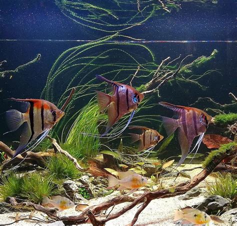 Fishyhub .